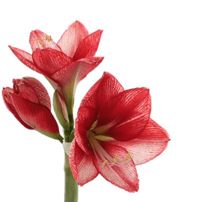 Амариллисы в ассортименте