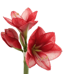 Амариллисы в ассортименте