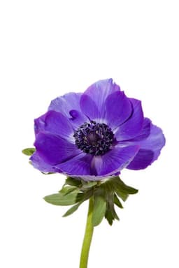 Анемоны в ассортименте