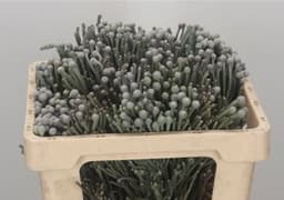 Бруния Сильвер в ассортименте