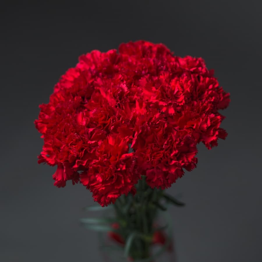 Красочный букет из 15 Красных Гвоздик