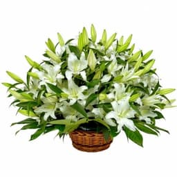 Праздничный букет 25 Лилий в корзине в ассортименте