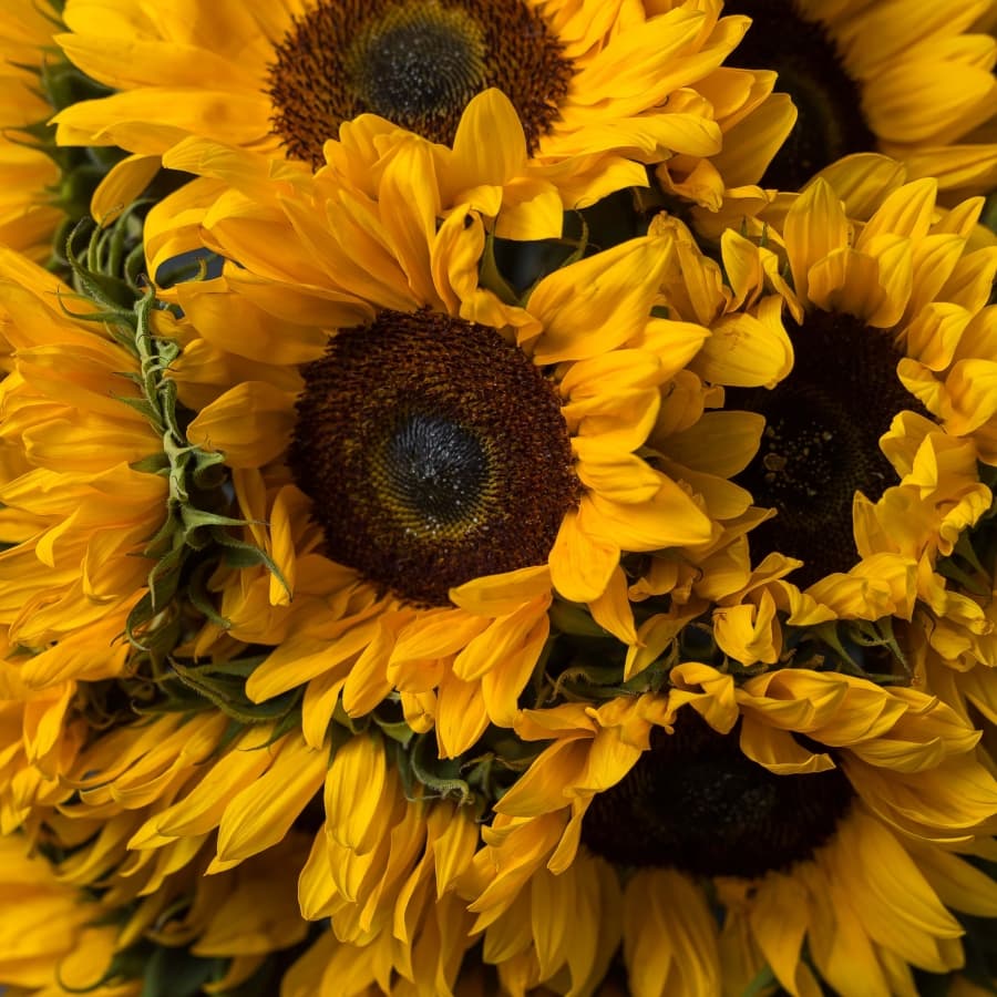 Букет 35 Подсолнухов