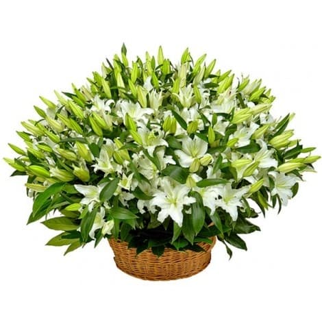 Оригинальный букет 51 лилия в корзине в ассортименте Оригинальный букет 51 лилия в корзине в ассортименте
