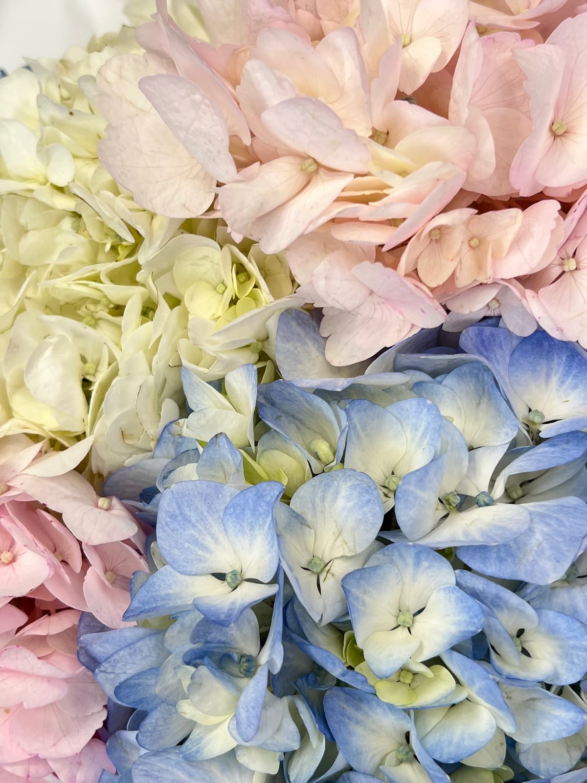 Букет цветов гортензии "Карамель" M