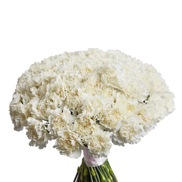 Праздничный букет из 101 белого диантуса Праздничный букет из 101 белого диантуса