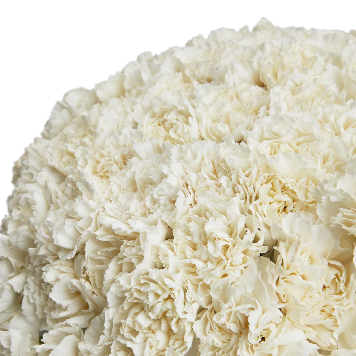 Праздничный букет из 101 белого диантуса