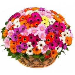 Свежий букет из 101 герберы в корзинке в ассортименте
