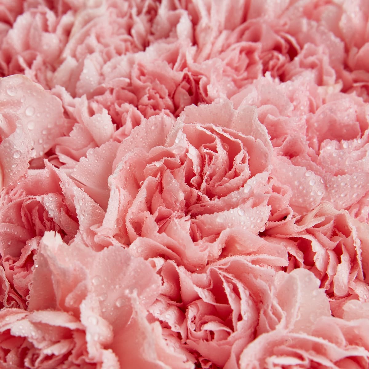 Шикарный букет из 101 розового диантуса