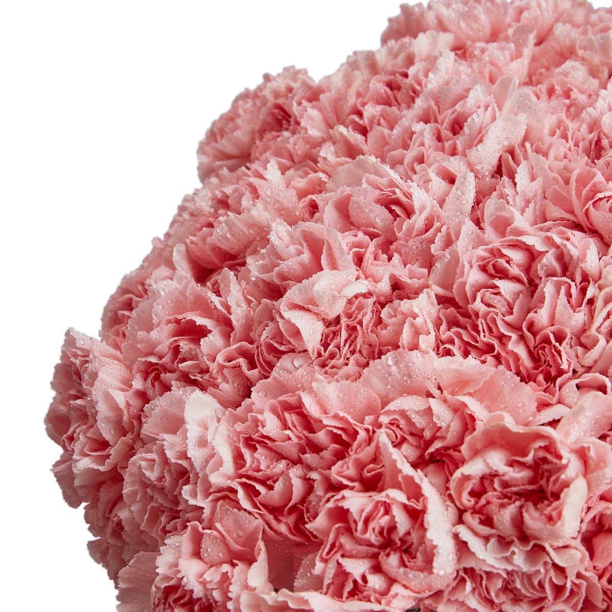 Шикарный букет из 101 розового диантуса