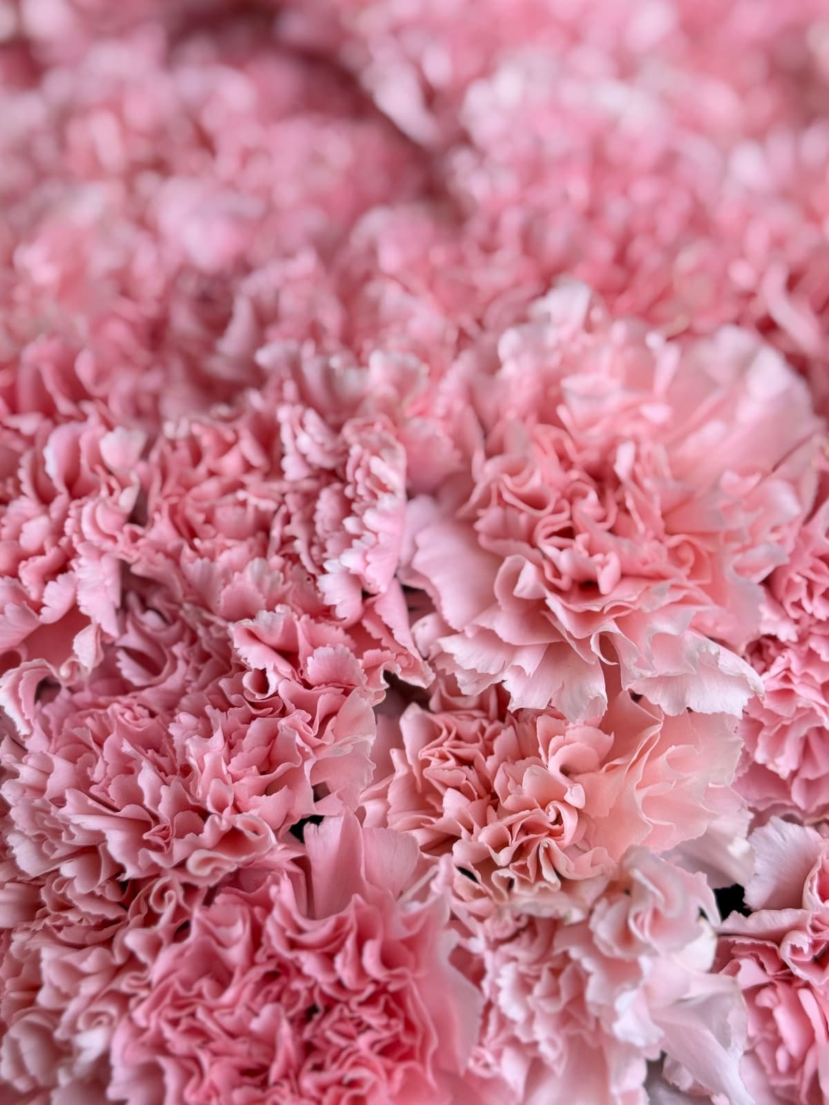 Букет из 101 розового диантуса