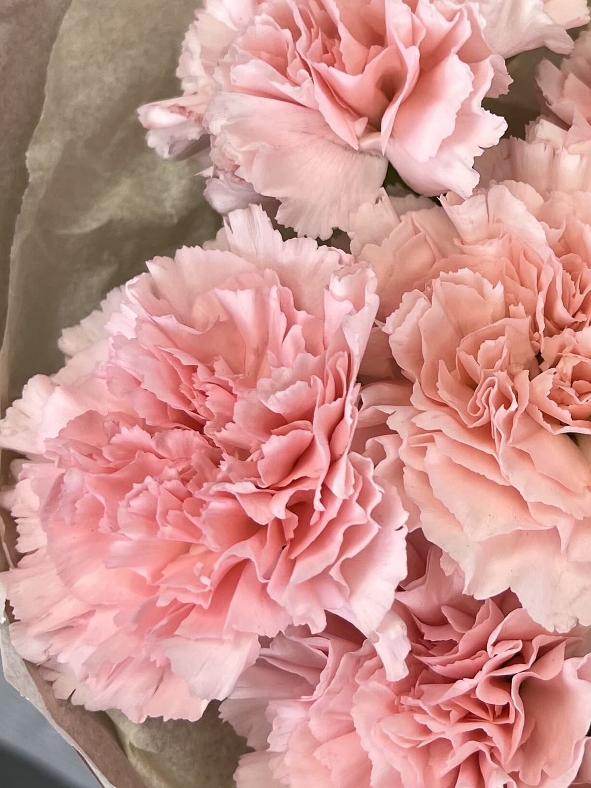 Стильный букет из 11 Диантусов в Матовой бумаге