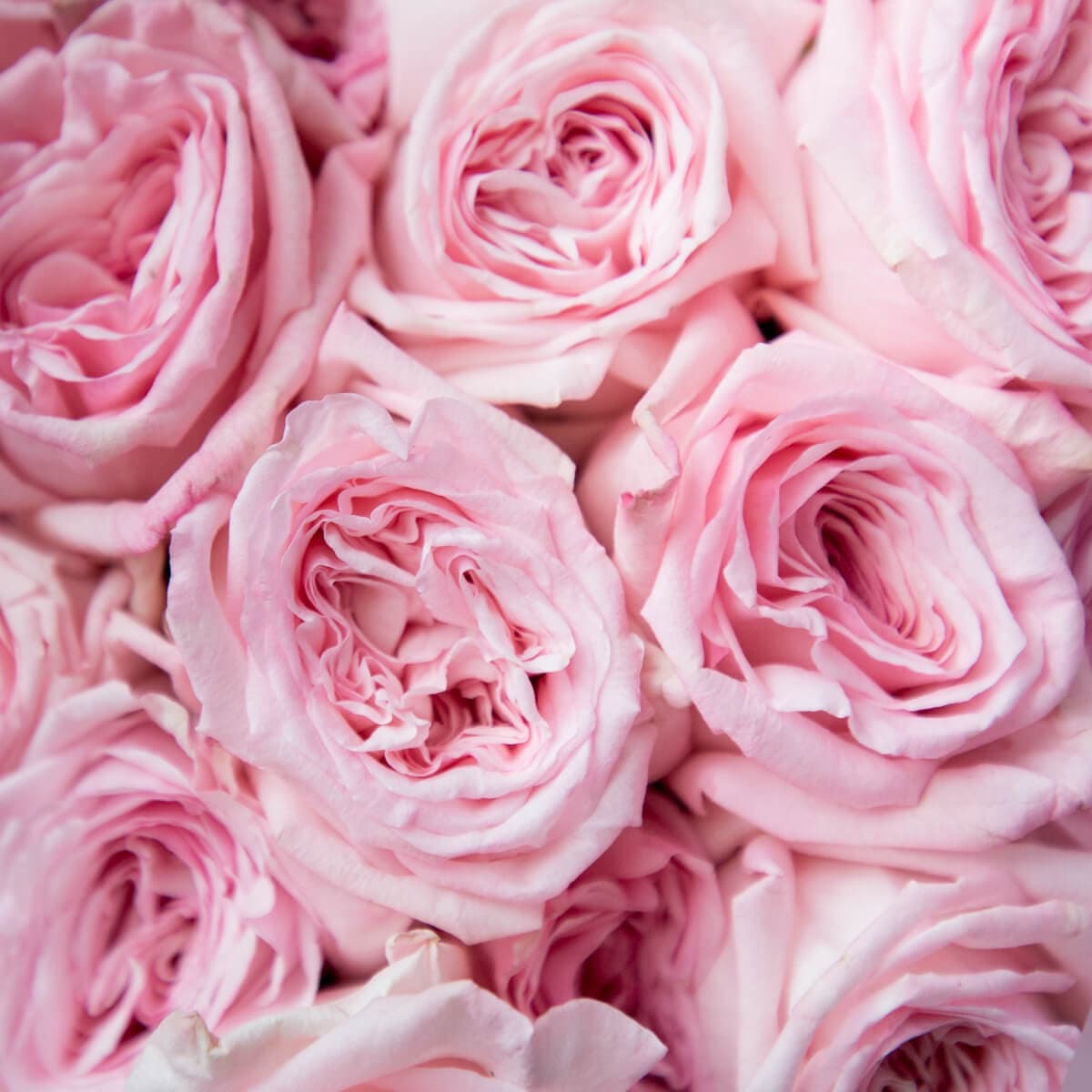 Классический букет из 11 Пионовидных Роз pink O’Hara