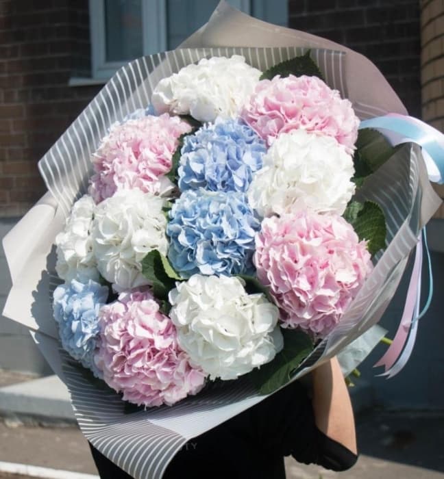 Нежный букет из 13 Гортензий в матовой бумаге