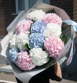 Нежный букет из 13 Гортензий в матовой бумаге