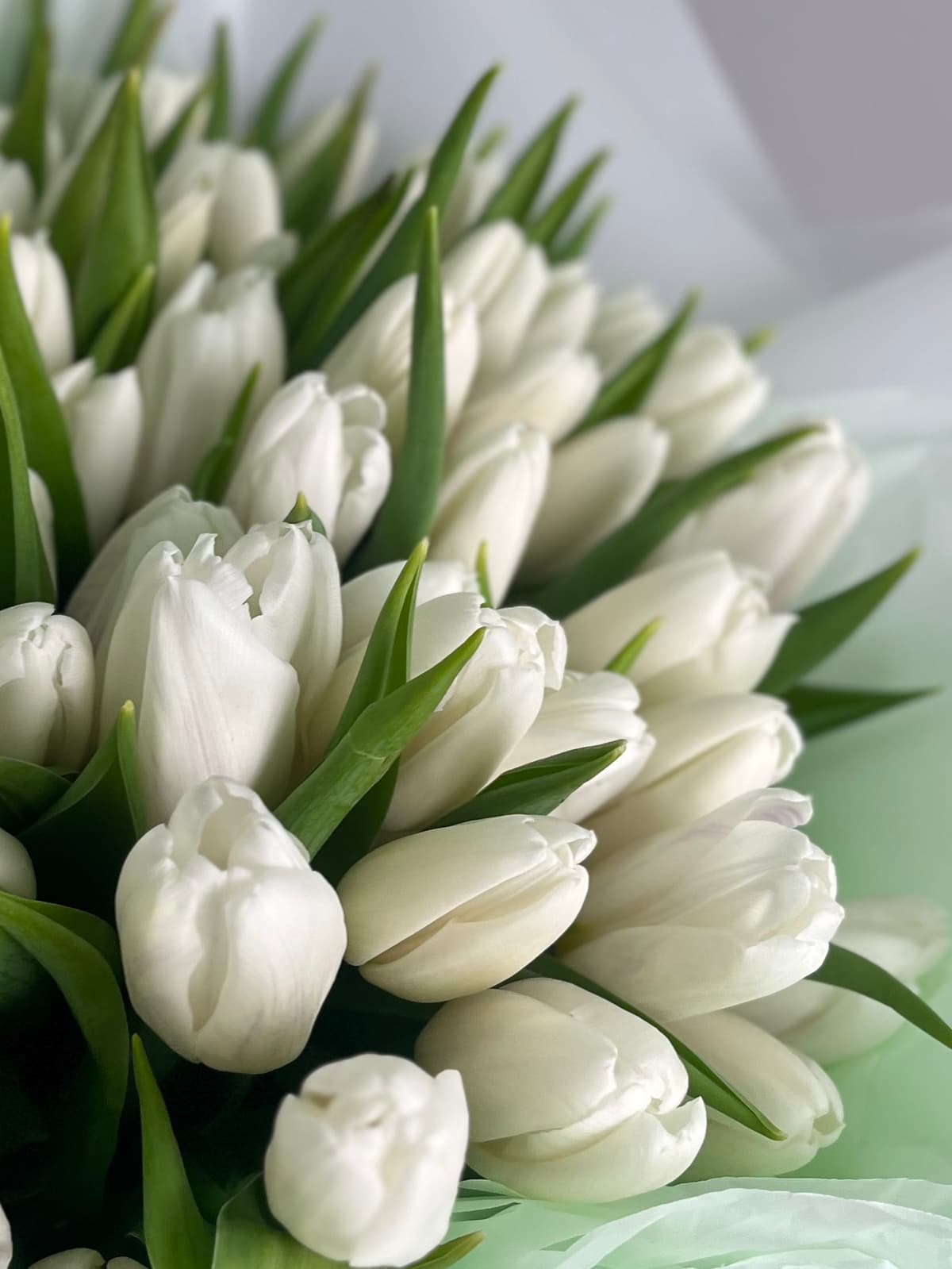 Букет из 15 белых тюльпанов в фирменной упаковке