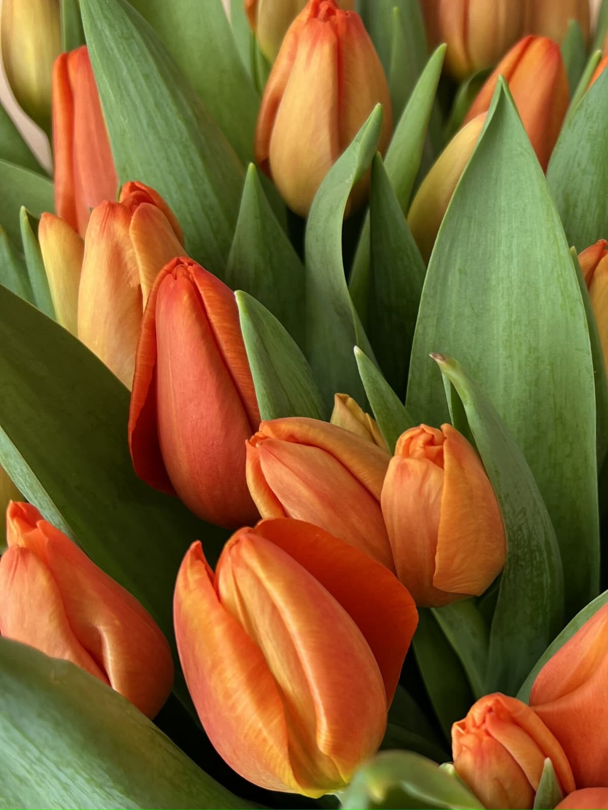 Весенний букет из 15 оранжевых тюльпанов в фоамиране