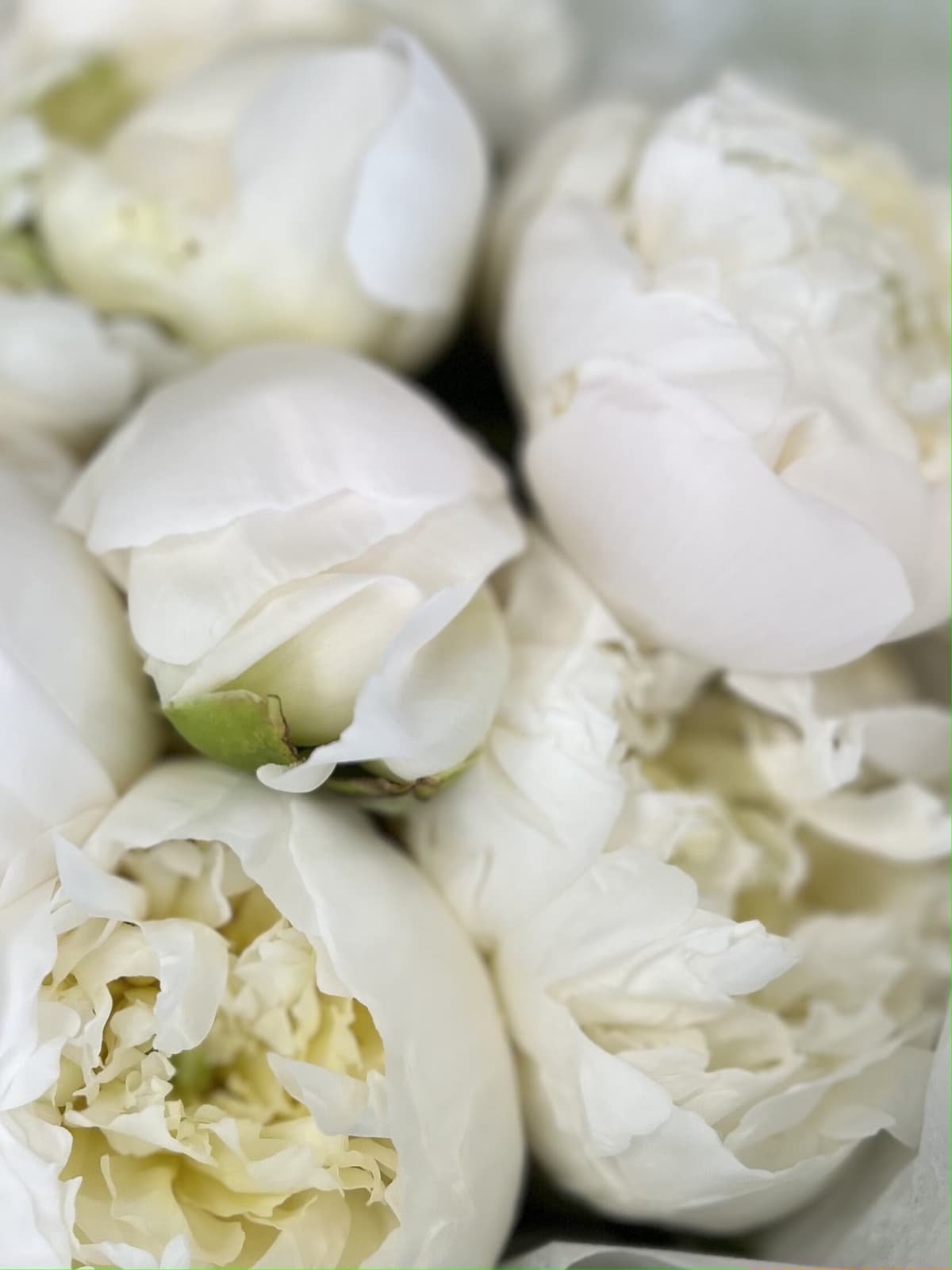 Праздничный букет из 15 пионов Duchesse de Nemo