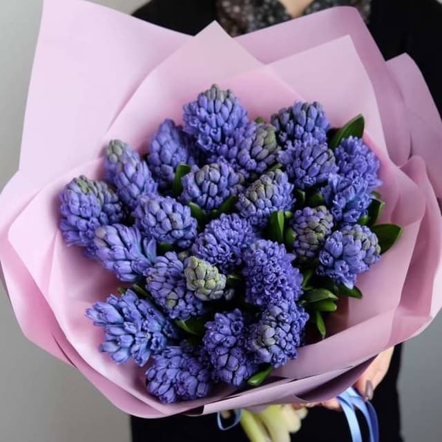 Букет из 23 Гиацинта в матовой бумаге Букет из 23 Гиацинта в матовой бумаге