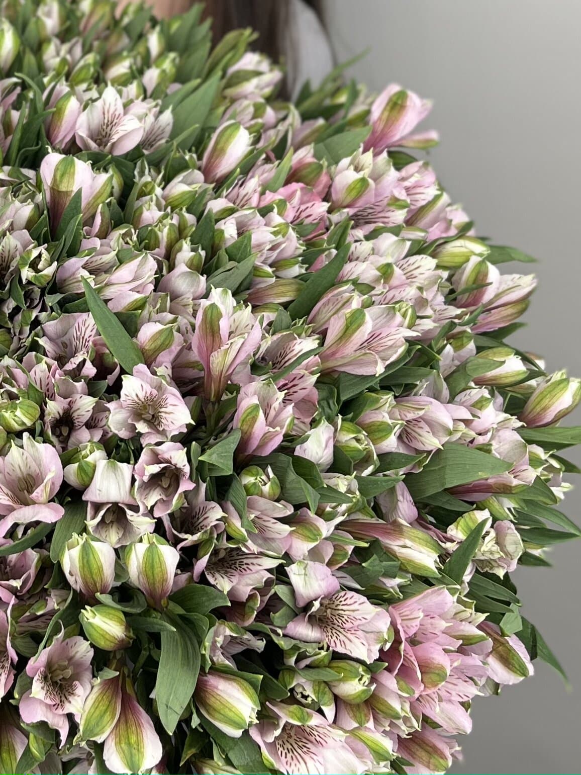 Свежий букет из 25 альстромерий "Primadonna"