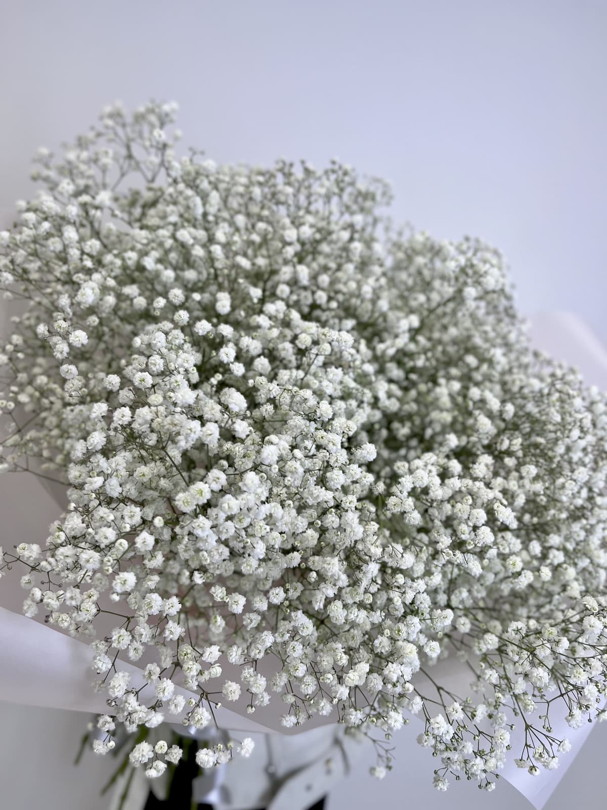 Букет из 25 белой Гипсофилы в матовой бумаге