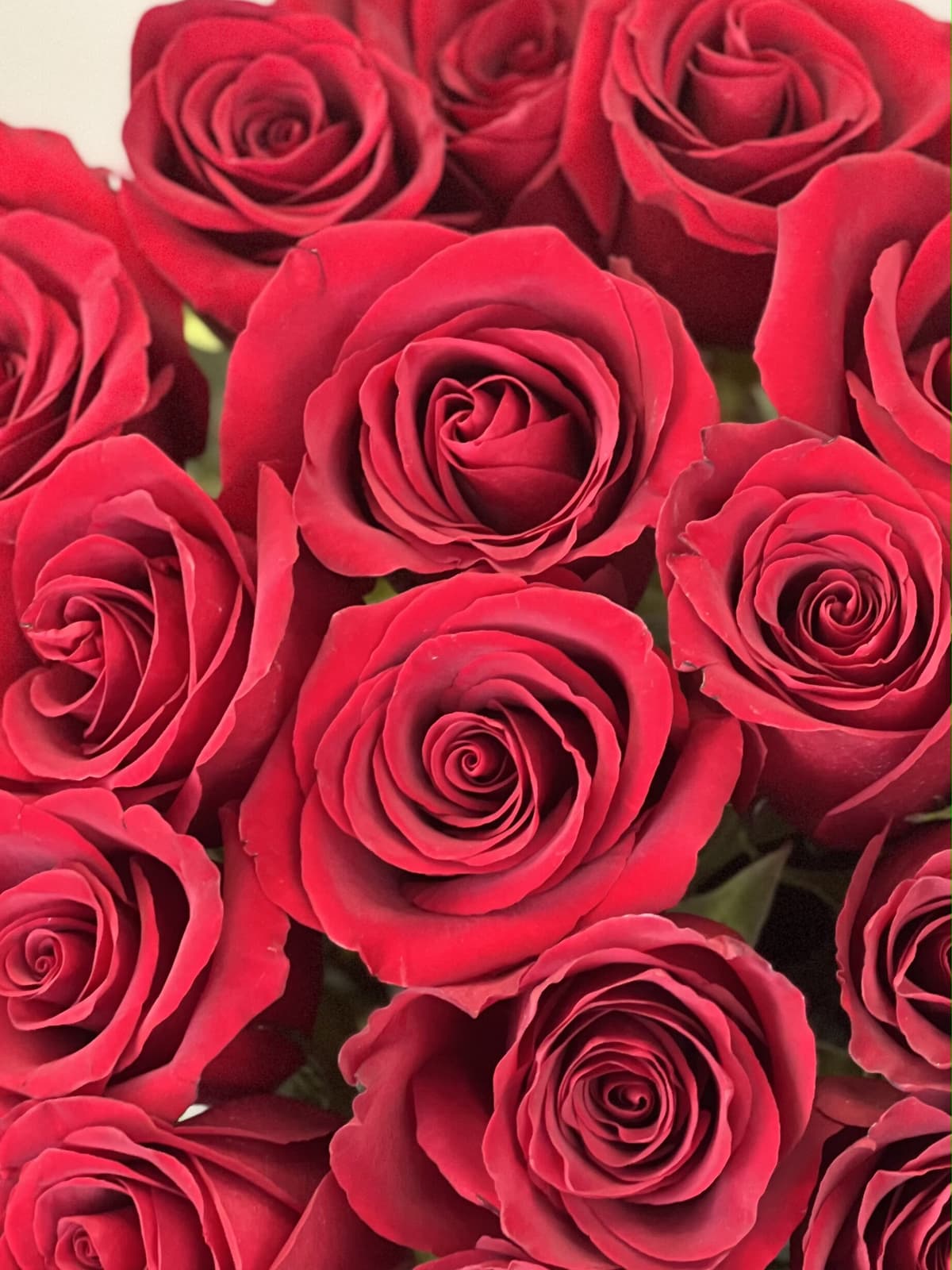 Букет из 25 красных роз 70 см премиум