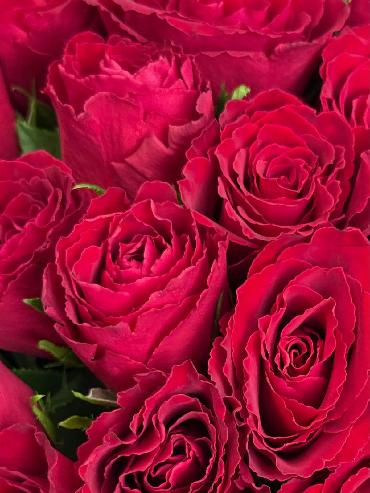 Букет из 25 красных роз Кения 35-40 см в фирменной упаковке