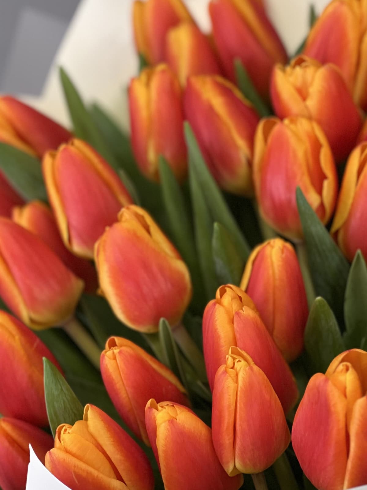 Букет из 25 оранжевых тюльпанов