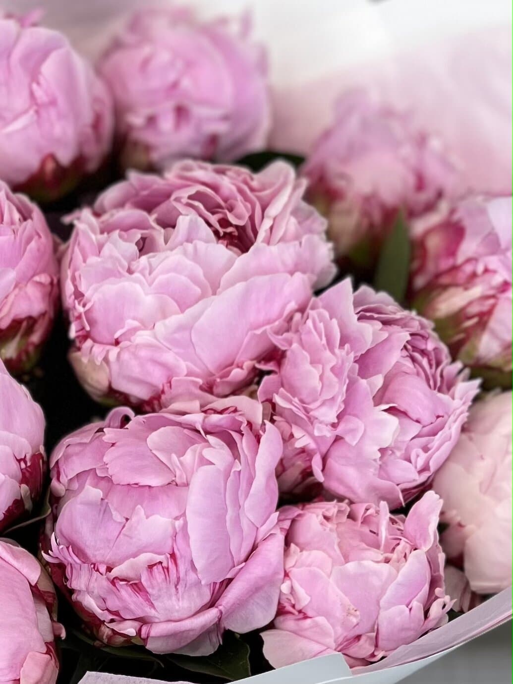 Красивый букет из 25 Пионов Sara Bernard