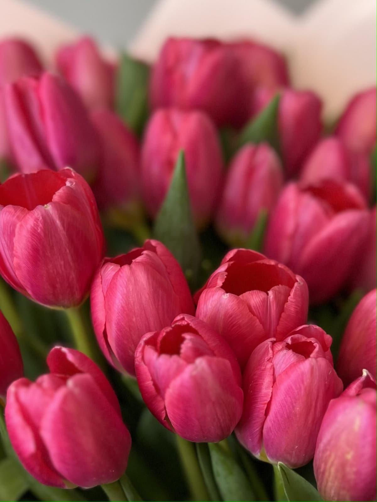 Букет из 25 ярко розовых тюльпанов в фоамиране