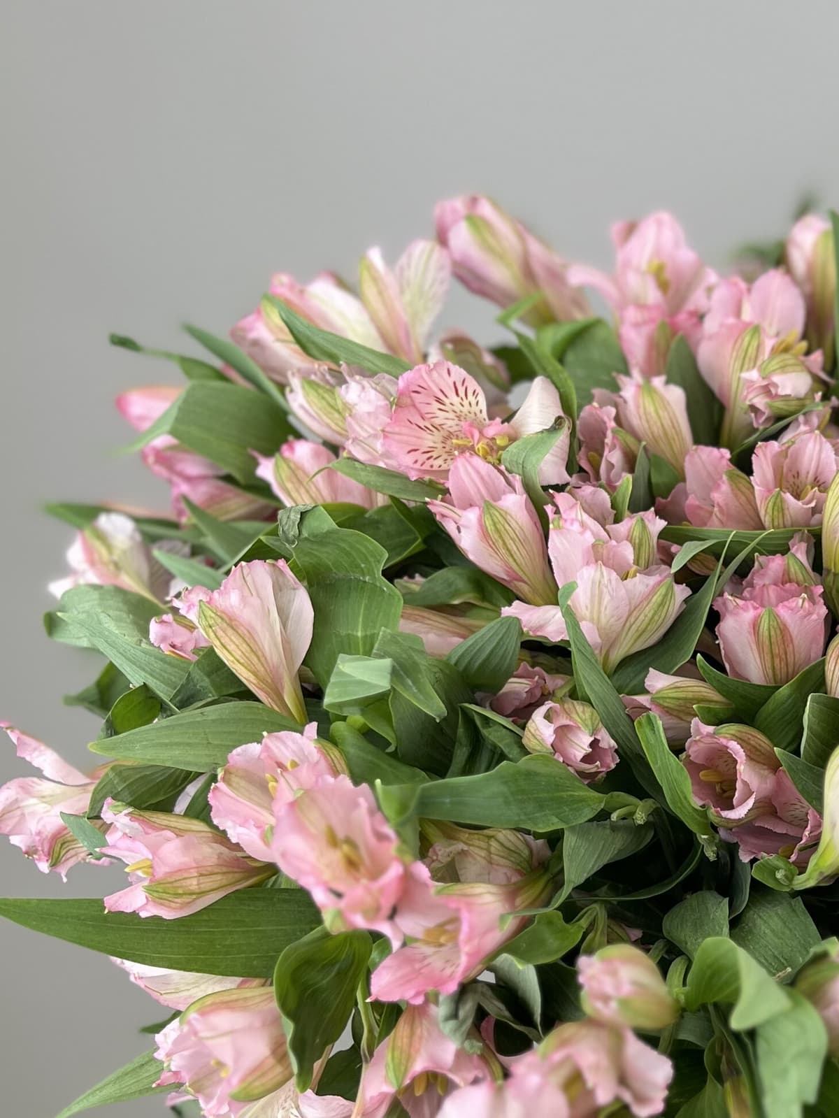 Цветочный букет из 35 альстромерий "Elegance"