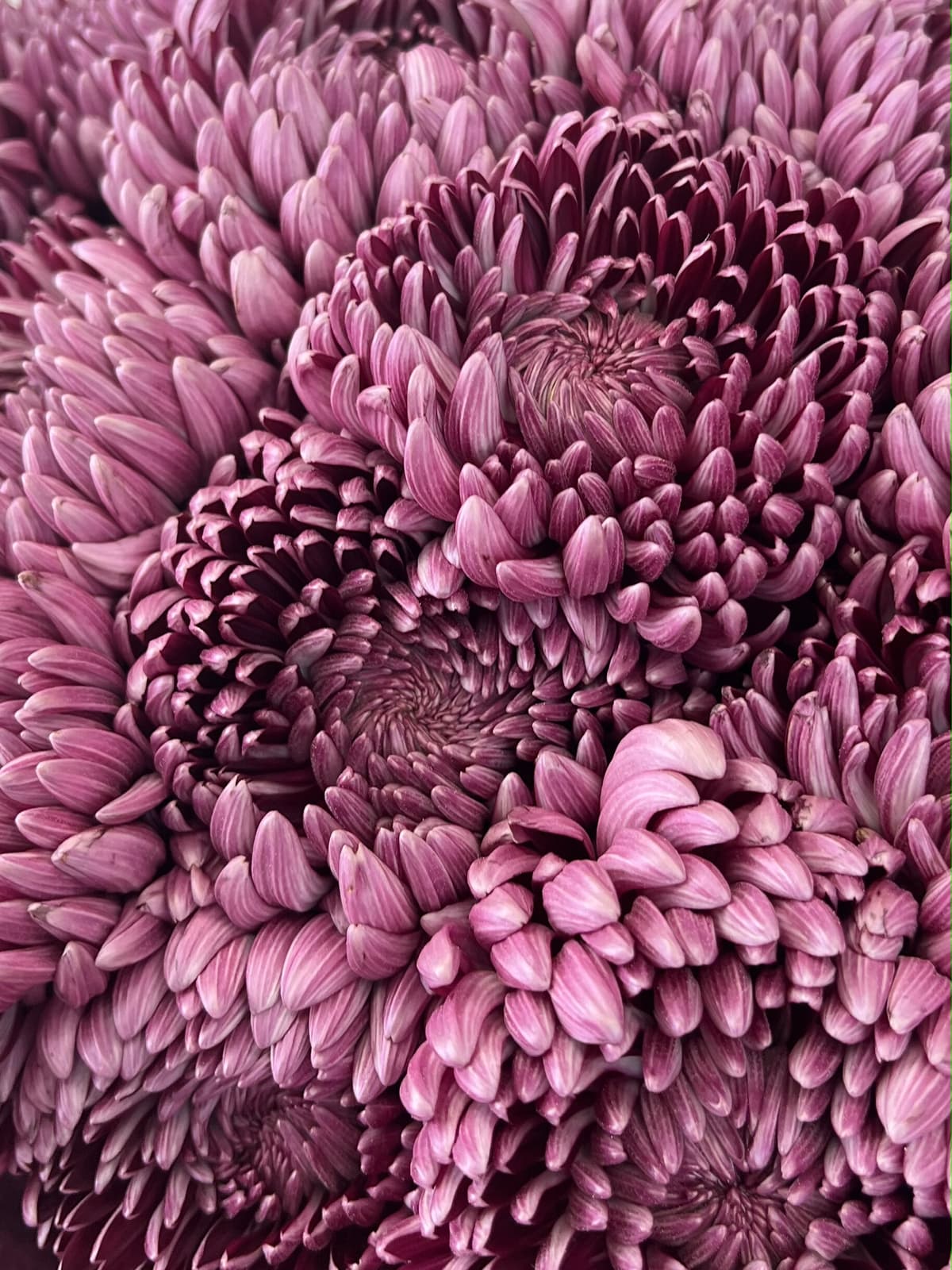 Букет из 5 фиолетовых хризантем "Бигуди"