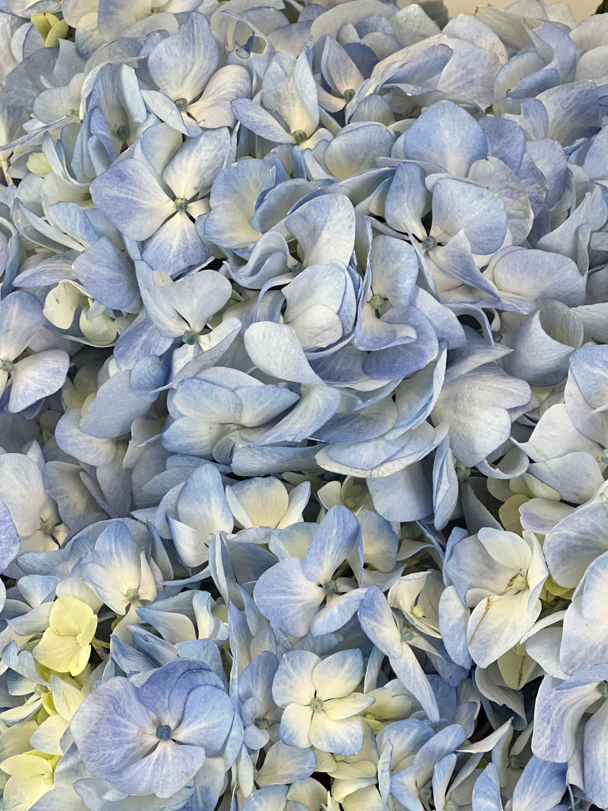 Цветочный букет из 5 голубых гортензий