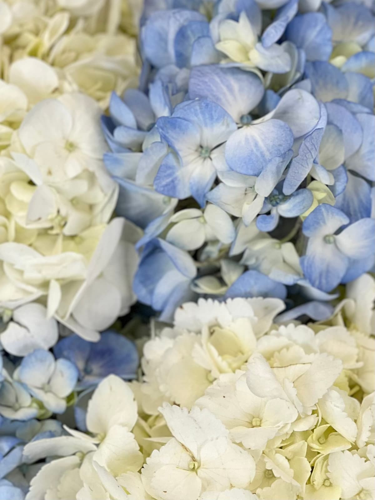 Букет из 5 гортензиий "Небесно-голубой"
