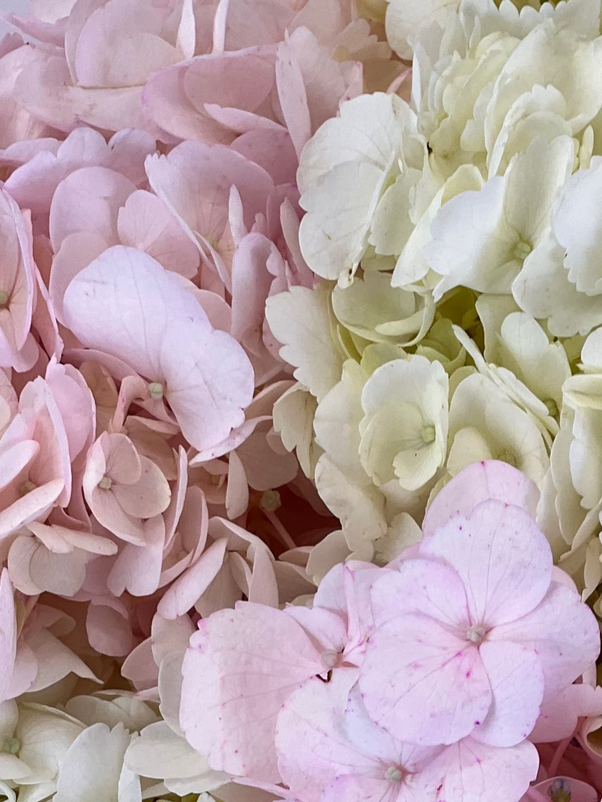 Цветочный букет из 5 гортензий «Румянец»