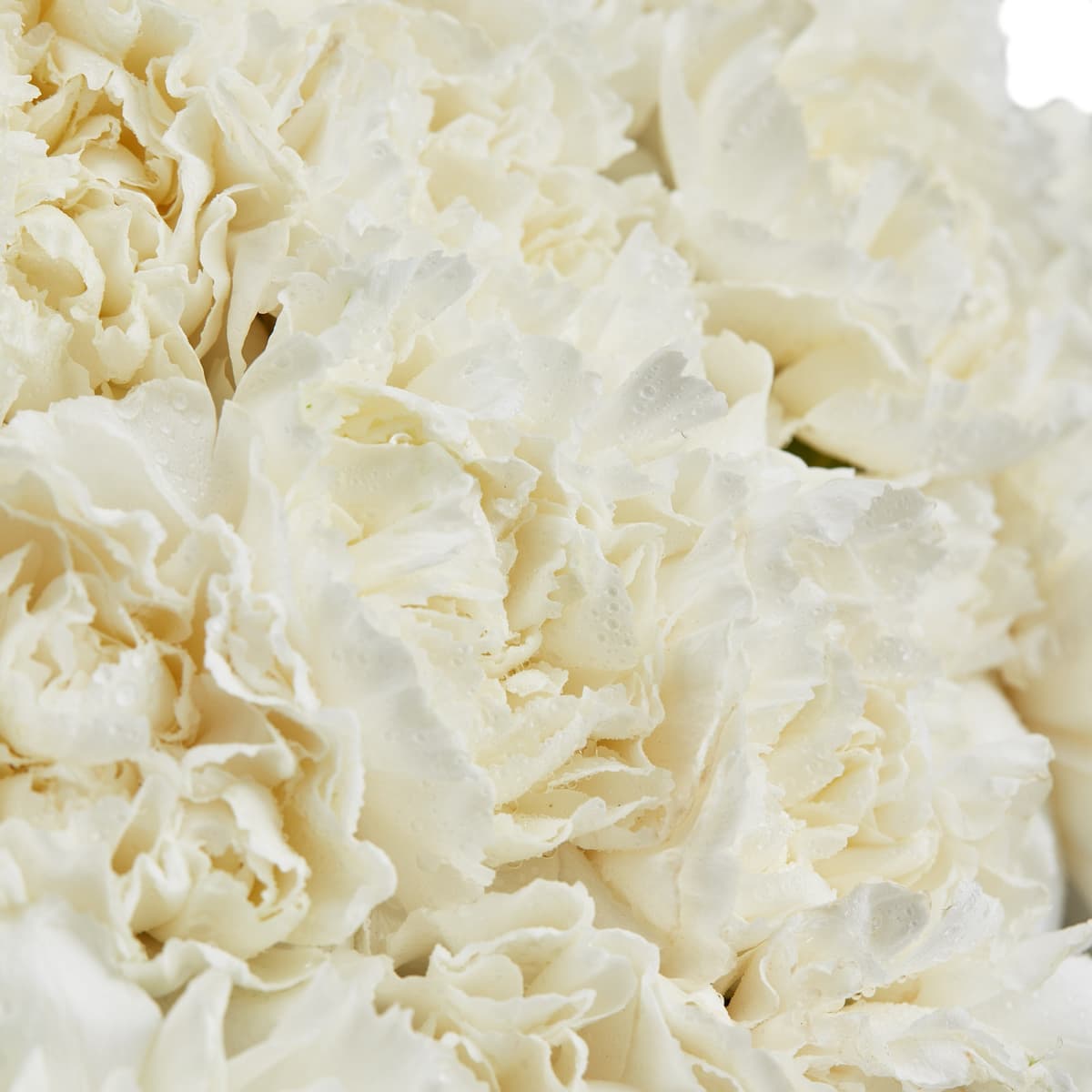 Дизайнерский букет из 51 белого диантуса