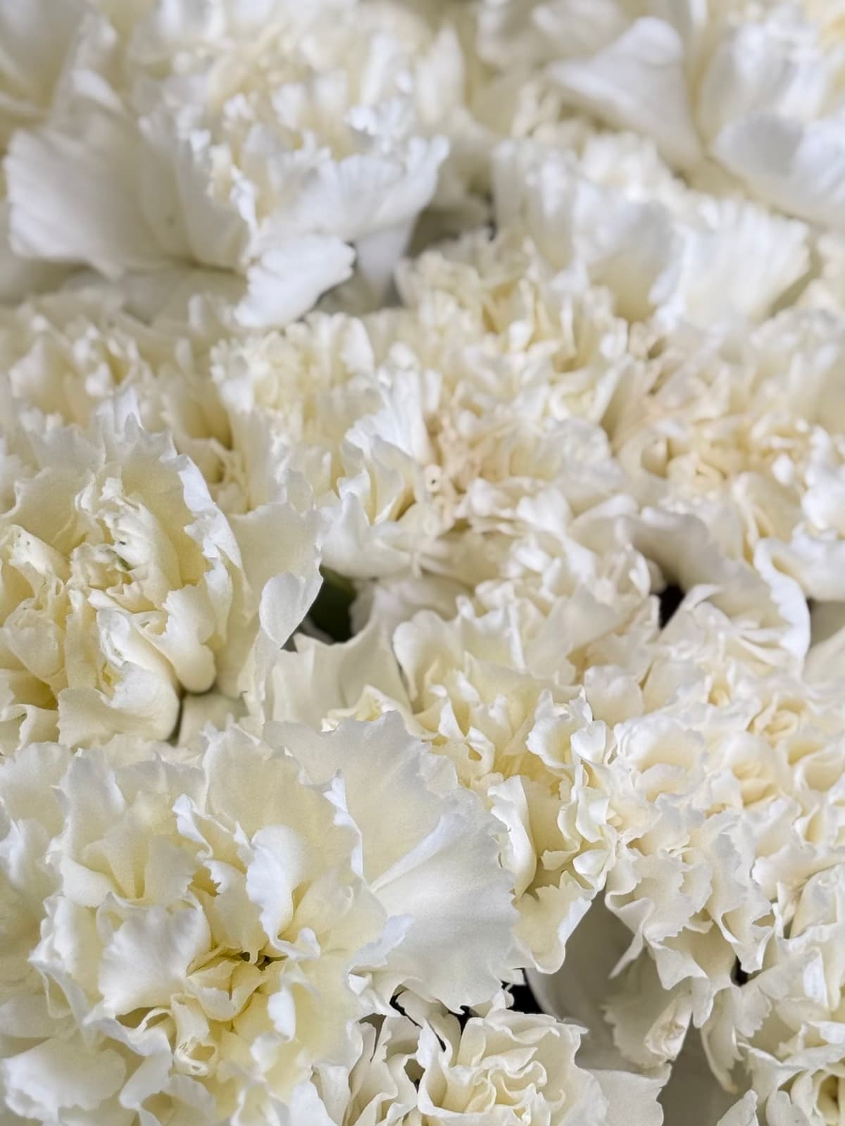 Букет из 51 белого диантуса