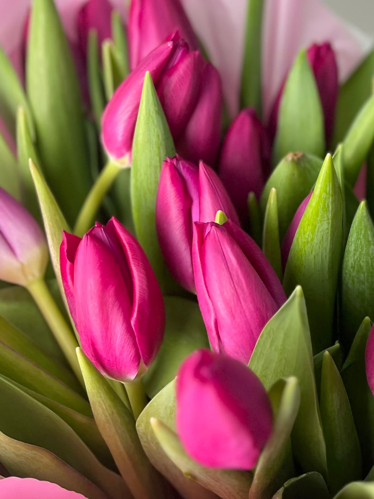 Букет из 51 фиолетового тюльпана в фирменной упаковке