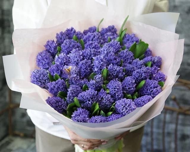 Букет из 51 Гиацинта в матовой бумаге Букет из 51 Гиацинта в матовой бумаге