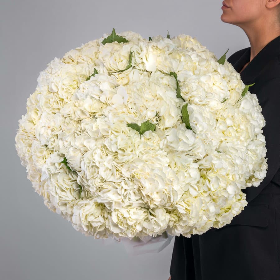 Красивый букет из 51 Гортензия в матовой бумаге