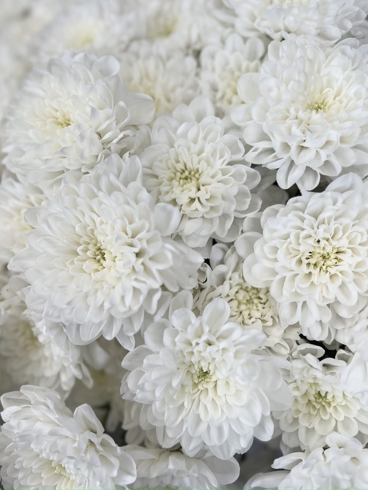 Букет из 51 хризантемы Алтай