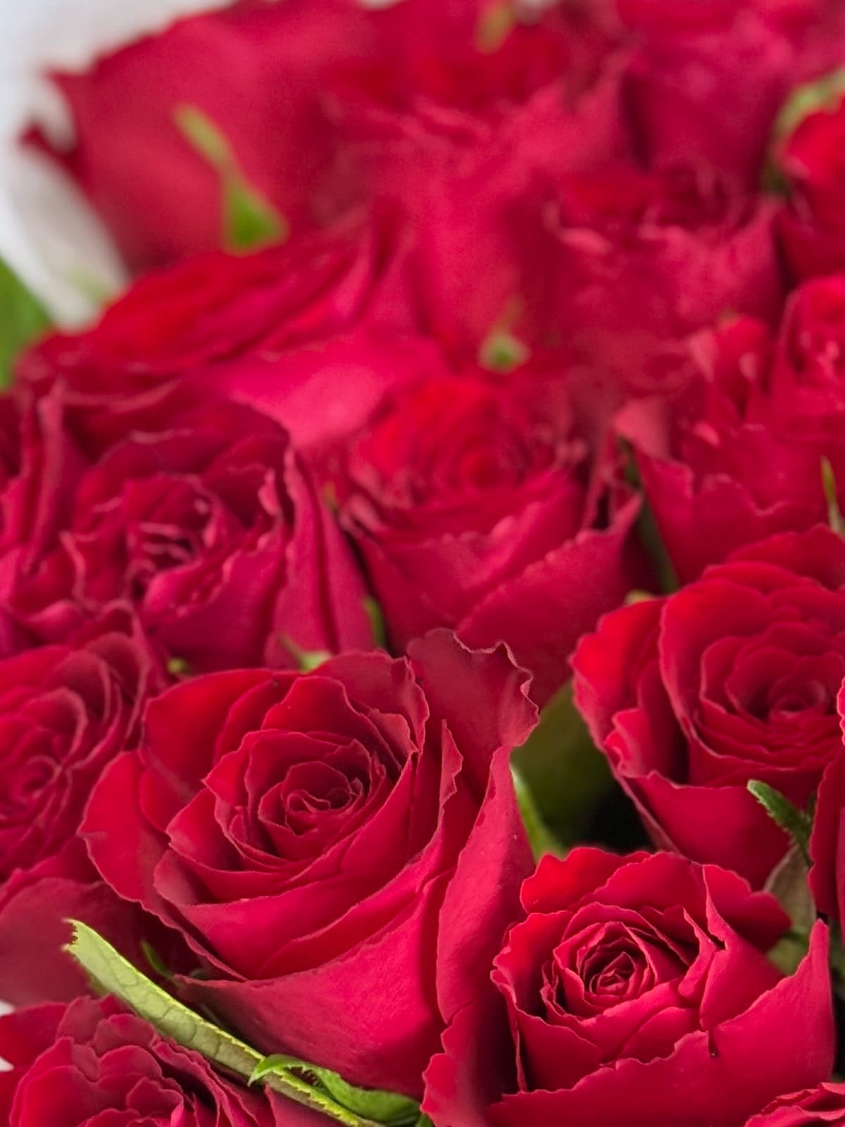 Букет из 51 красной розы Кения 35-40 см в фирменной упаковке