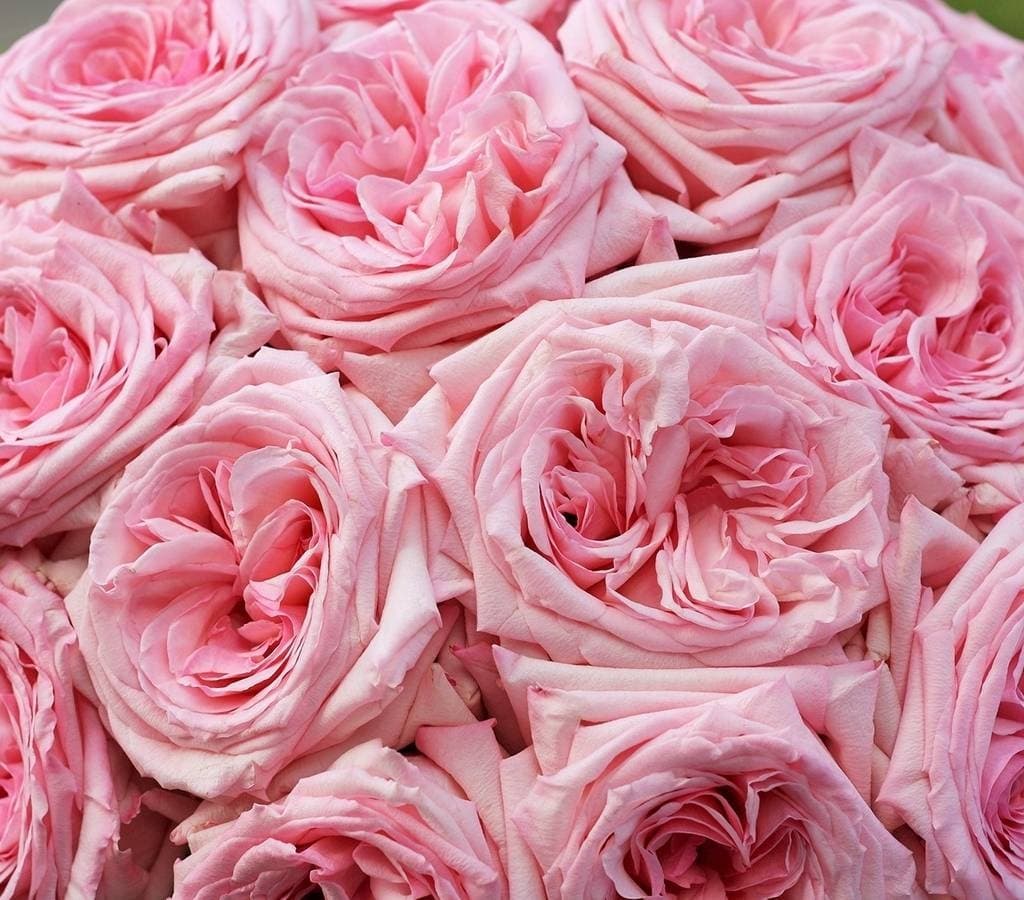 Букет из 51 Пионовидных Роз pink O’Hara