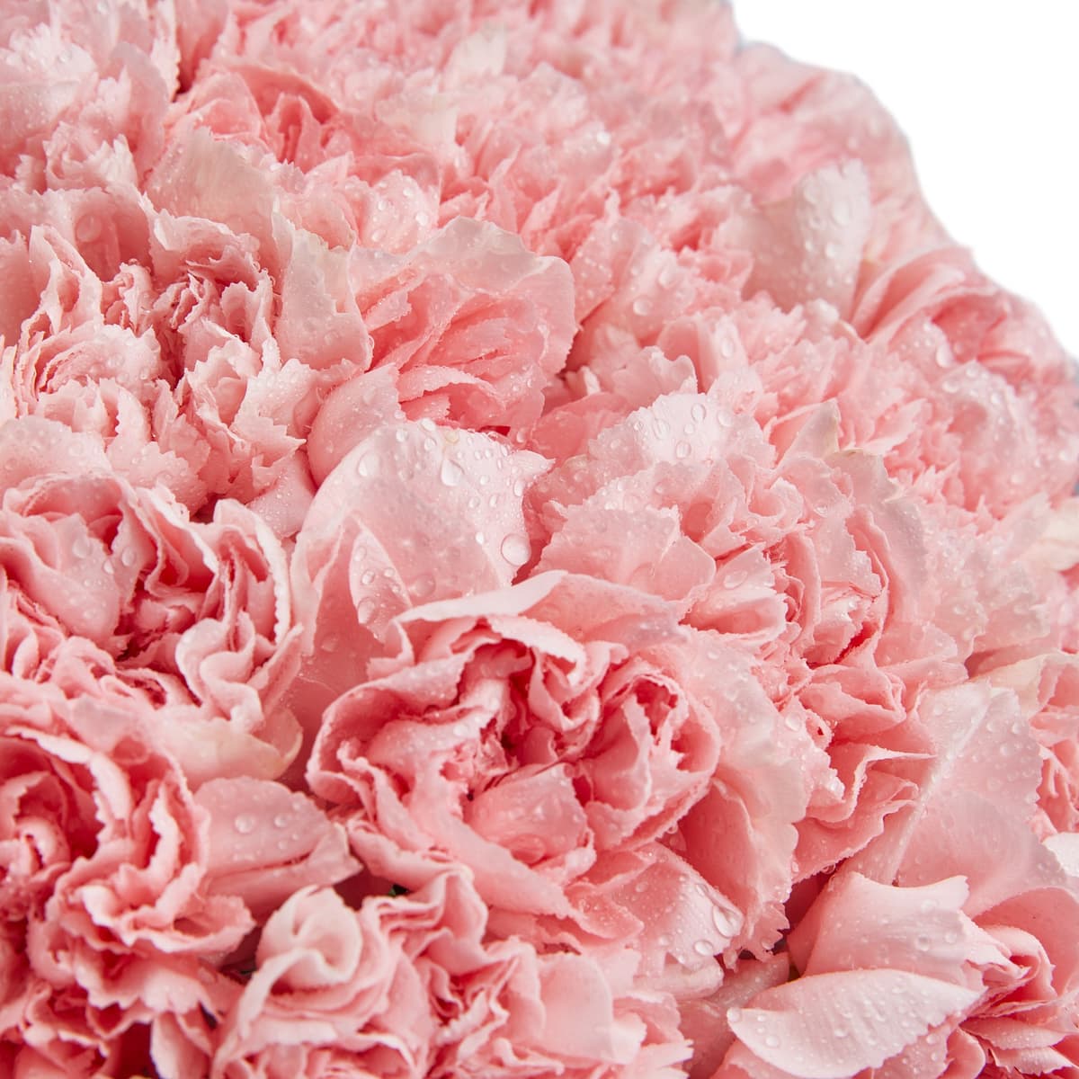 Цветочный букет из 51 розового диантуса