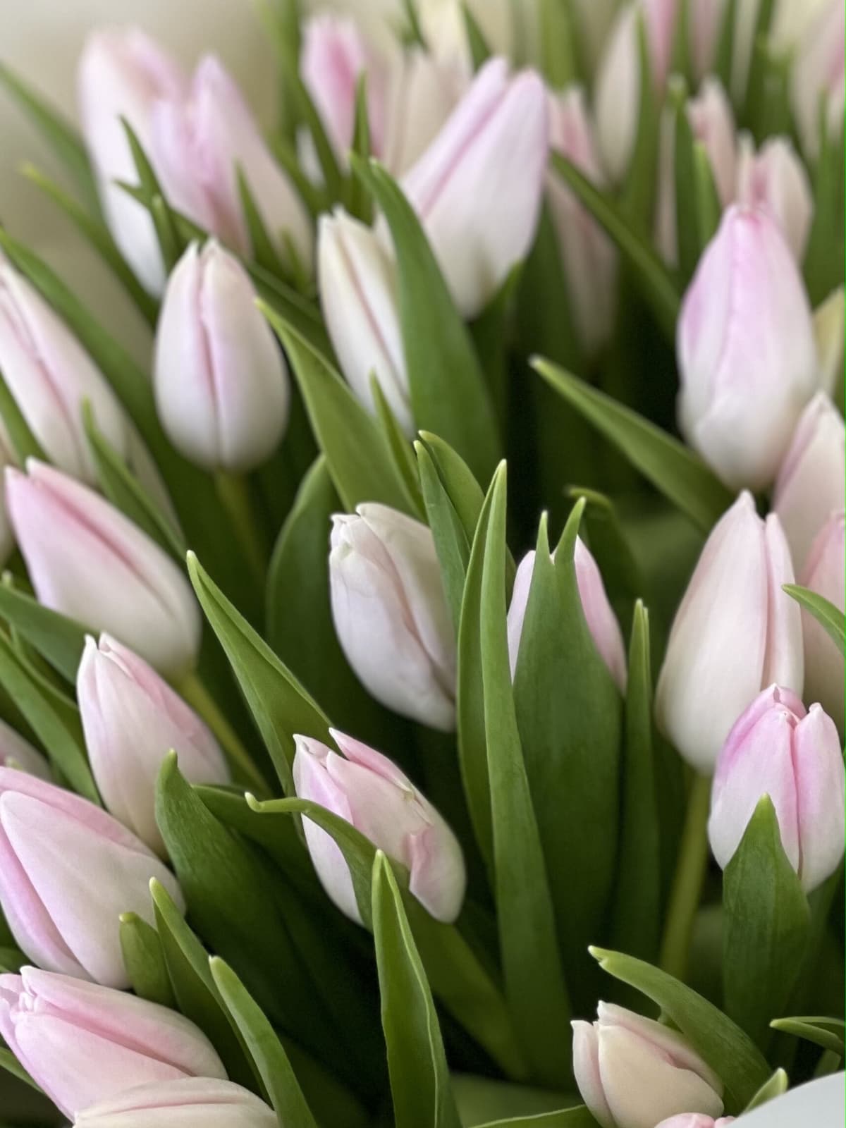Весенний букет из 51 розового тюльпана