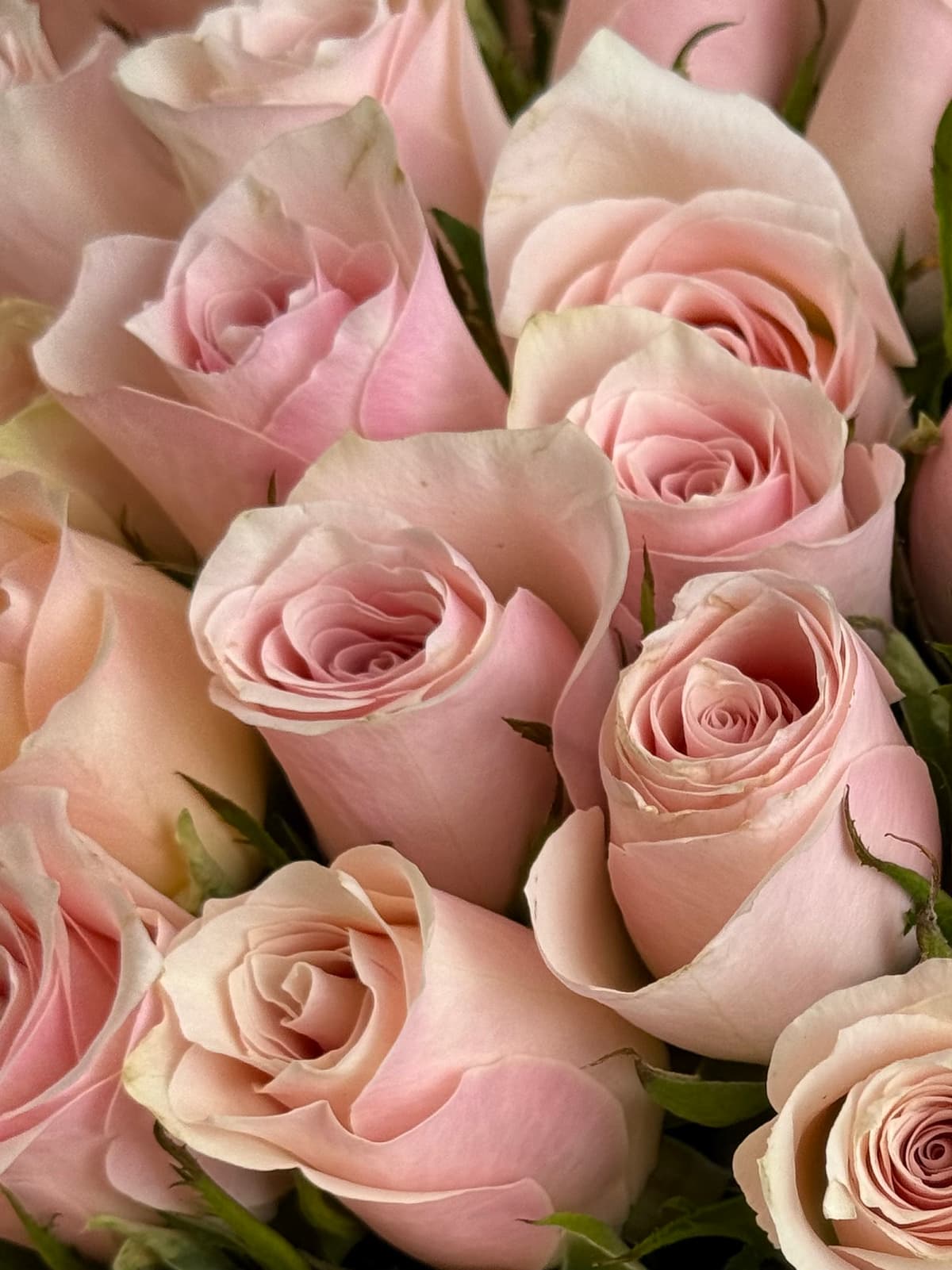 Букет из 51 розовой розы Кения 35-40 см в фирменной упаковке