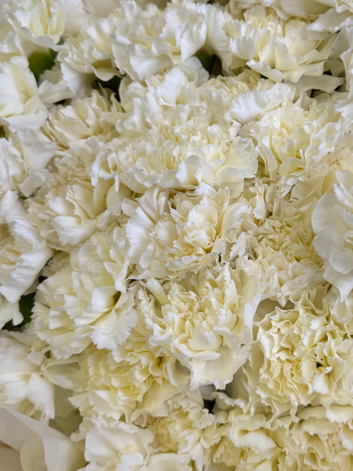 Букет из 51 сливочного диантуса