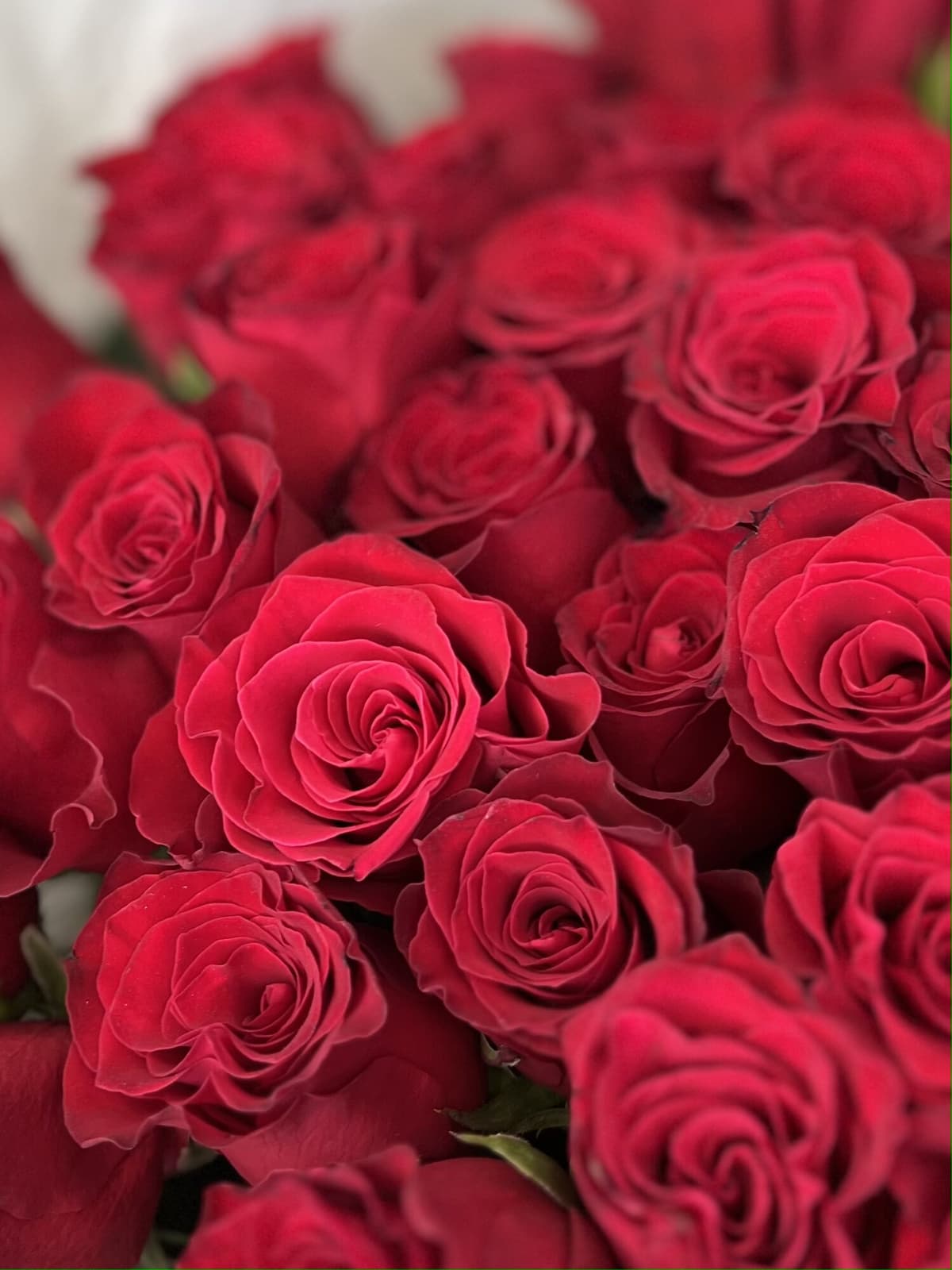 Классический букет из 51 стандартной красной розы 50 см в упаковке