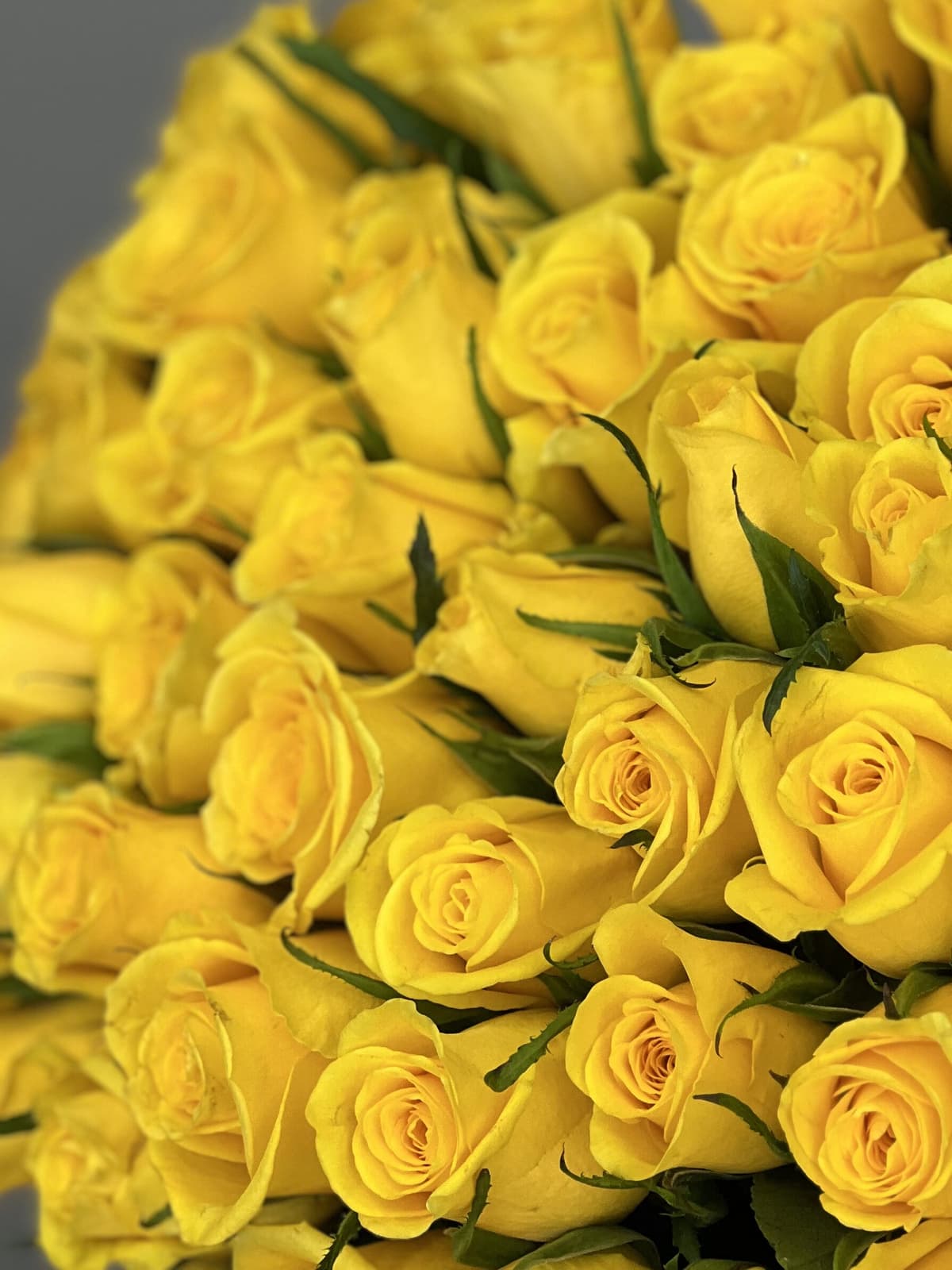 Стильный букет из 51 желтой розы Кения 35-40 см в матовой бумаге