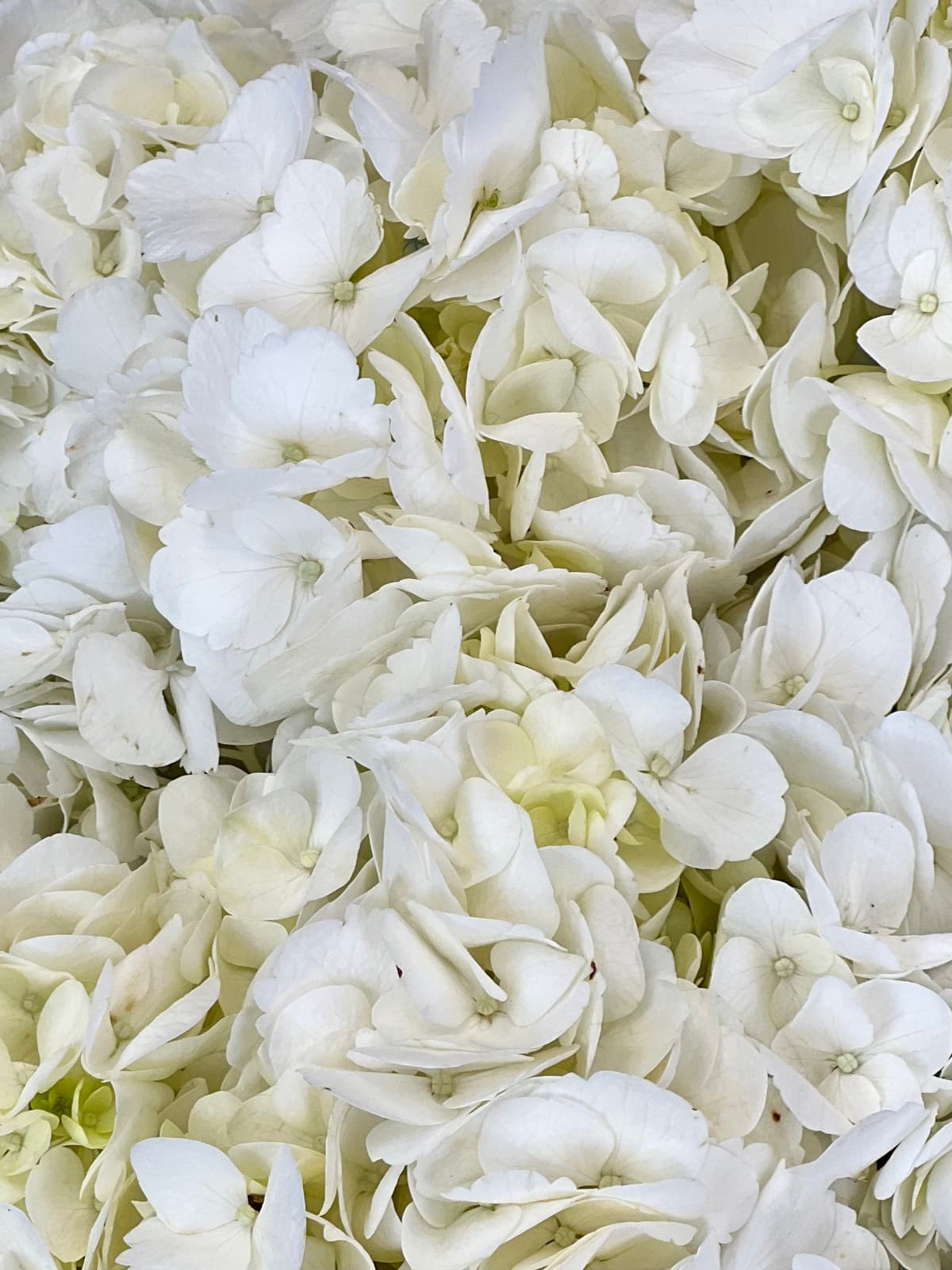 Букет из 7 белых гортензий